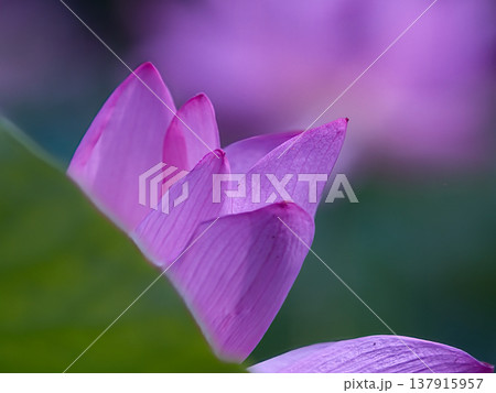 蓮の花のある風景 蓮の花のある風景 137915957