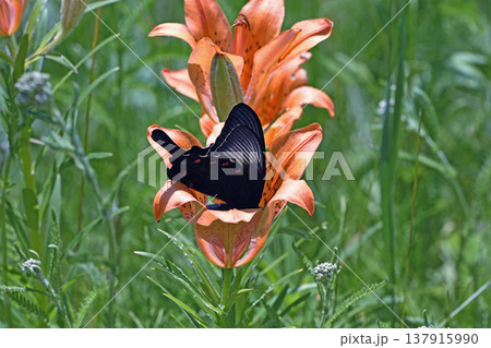 エゾスカシユリの吸蜜をするカラスアゲハ（北海道・鶴居村） 137915990