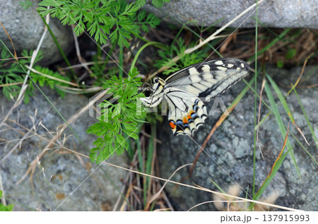 ノラニンジンに産卵するキアゲハ（北海道・知床） 137915993