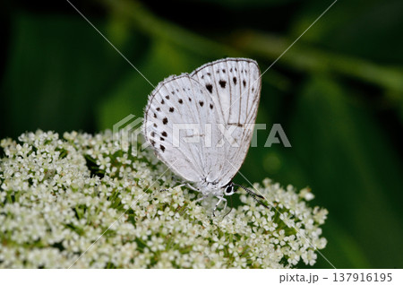 吸蜜するウラゴマダラシジミ（北海道・鶴居村） 137916195