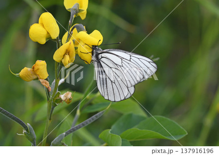 センダイハギの吸蜜をするエゾシロチョウ（北海道・小清水町） 137916196