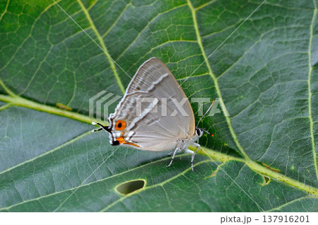 翅を閉じたヒロオビミドリシジミの雌（岡山県・新見市） 137916201