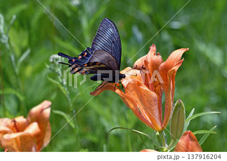 エゾスカシユリの吸蜜をするミヤマカラスアゲハの雌（北海道・鶴居村） 137916204