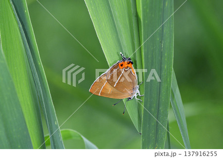 アイノミドリシジミの雌（北海道・鶴居村） 137916255