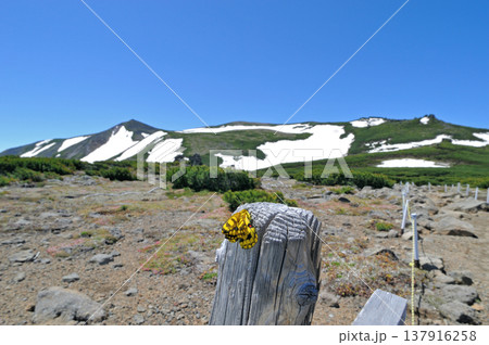 道標に止まる羽化直後のウスバキチョウ（北海道・大雪山） 137916258