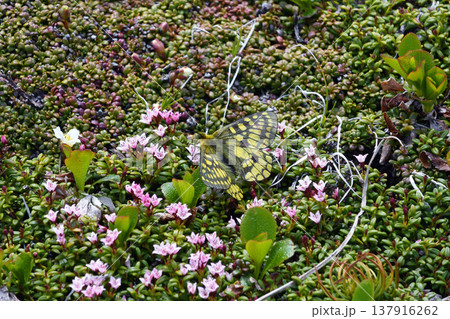 ミネズオウの吸蜜をするウスバキチョウの雄（北海道・大雪山） 137916262