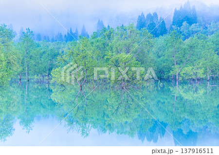 山形 白川湖の水没林　5月早朝 137916511