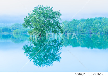 山形 白川湖の水没林 5月早朝 山形 白川湖の水没林 5月早朝 137916520