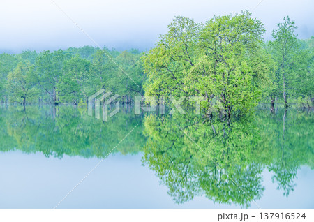 山形 白川湖の水没林　5月早朝 137916524