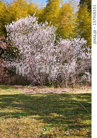芝生の上に咲く桜の木 芝生の上に咲く桜の木 137916551