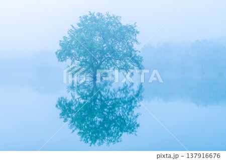 山形 白川湖の水没林 5月早朝 山形 白川湖の水没林 5月早朝 137916676