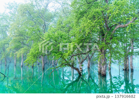 山形 白川湖の水没林　5月早朝 137916682