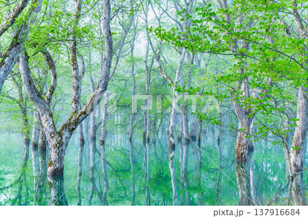 山形 白川湖の水没林 5月早朝 山形 白川湖の水没林 5月早朝 137916684
