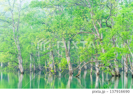 山形 白川湖の水没林　5月早朝 137916690