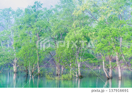山形 白川湖の水没林 5月早朝 山形 白川湖の水没林 5月早朝 137916691
