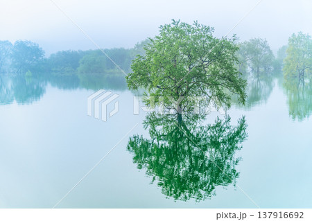 山形 白川湖の水没林 5月早朝 山形 白川湖の水没林 5月早朝 137916692