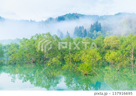 山形 白川湖の水没林　5月早朝 137916695