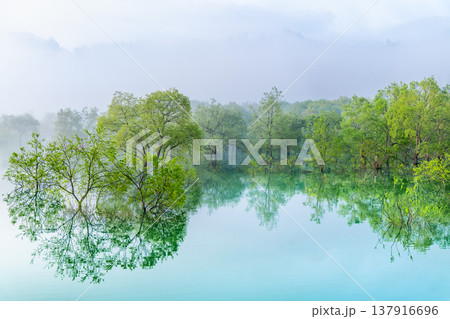 山形 白川湖の水没林　5月早朝 137916696