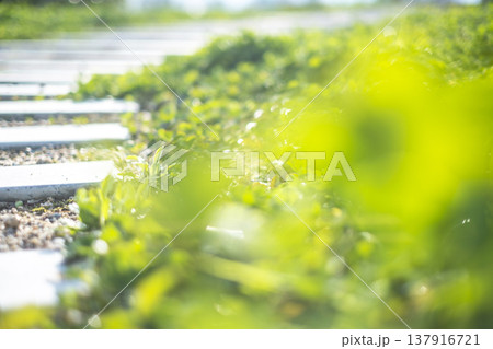 コンクリートステップの散歩道 137916721