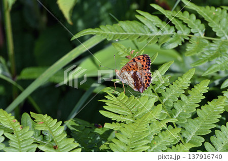 翅を閉じたコヒョウモンの雌（北海道・白糠町） 137916740