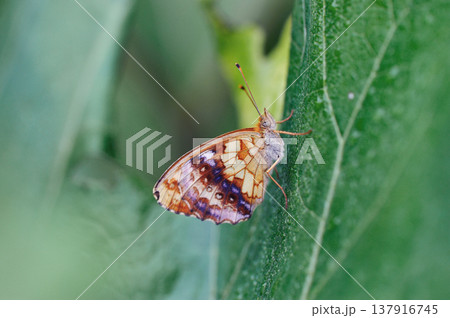 翅を閉じたコヒョウモン（北海道・鶴居村） 137916745