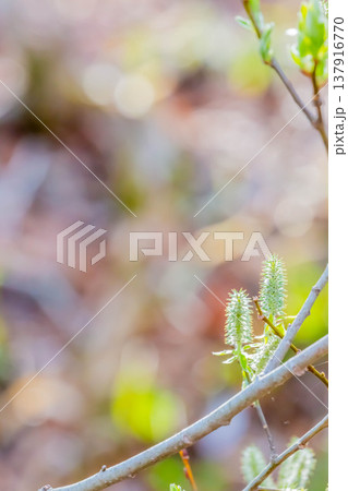 柳の新芽 137916770