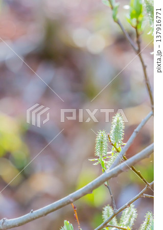 柳の新芽 137916771