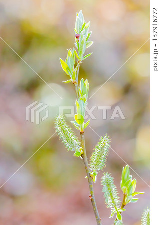 柳の新芽 137916772