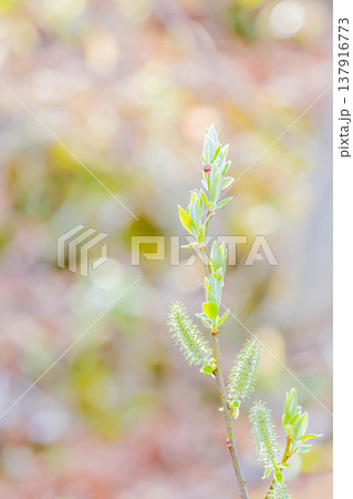 柳の新芽 137916773