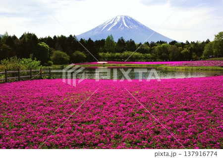富士芝さくらまつりより 富士芝さくらまつりより 137916774