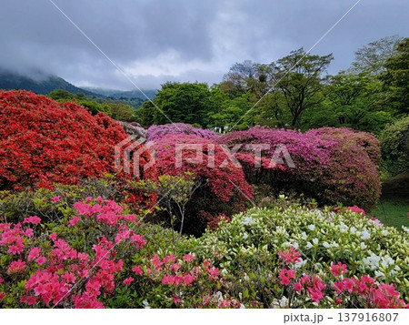 箱根のツツジ 箱根のツツジ 137916807