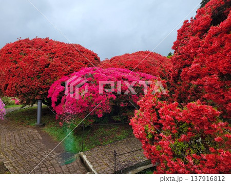 箱根のツツジ 137916812