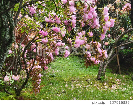 箱根のツツジ 137916825