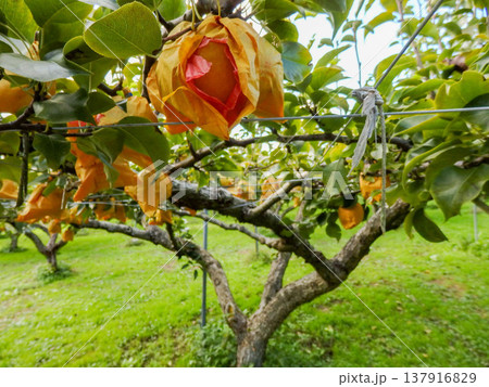 梨の収穫体験ができる観光農園 梨の収穫体験ができる観光農園 137916829