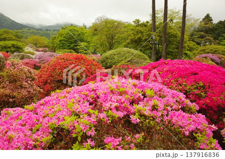 箱根のツツジ 箱根のツツジ 137916836