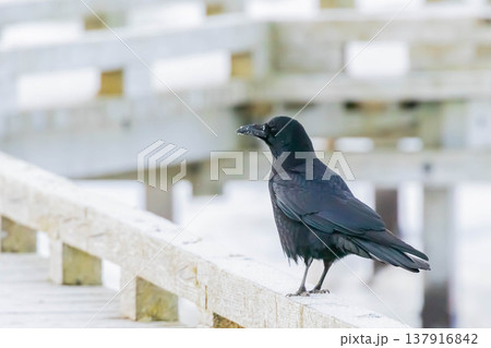 木道のカラス 木道のカラス 137916842