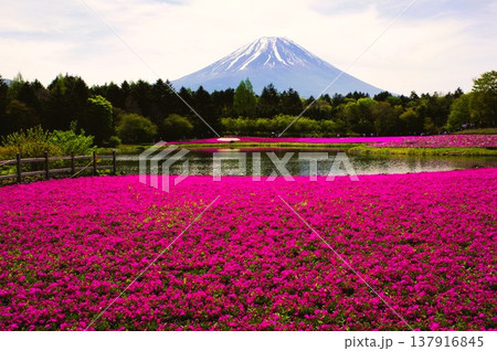 富士芝さくらまつりより 富士芝さくらまつりより 137916845