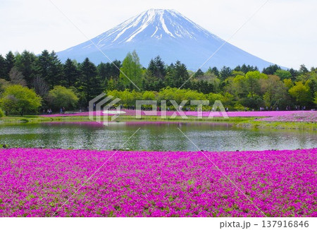 富士芝さくらまつりより 富士芝さくらまつりより 137916846