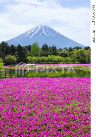 富士芝さくらまつりより 富士芝さくらまつりより 137916848