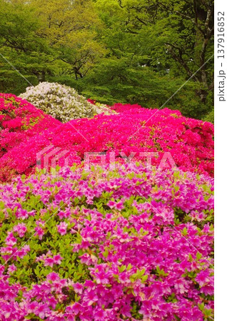 箱根のツツジ 箱根のツツジ 137916852