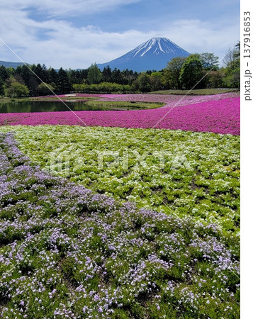 富士芝さくらまつりより 富士芝さくらまつりより 137916853
