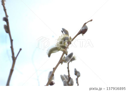 春を待つネコヤナギの花 137916895