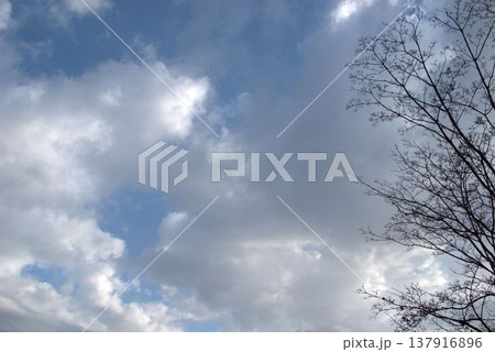 冬の空に浮かぶ雲と木 137916896