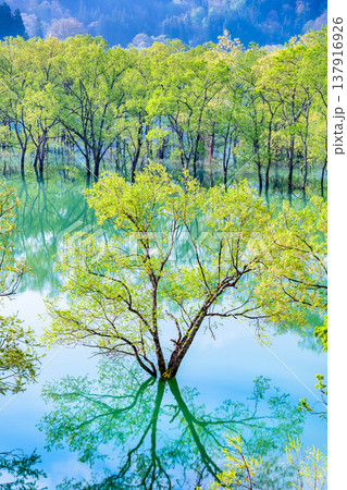 山形 白川湖の水没林 山形 白川湖の水没林 137916926