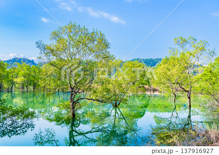 山形 白川湖の水没林 137916927