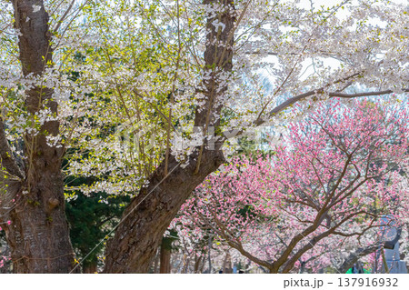 梅の花と桜の花 137916932