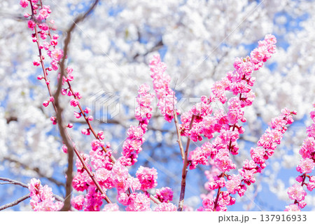 梅の花と桜の花 梅の花と桜の花 137916933