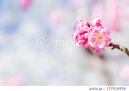 梅の花 梅の花 137916956