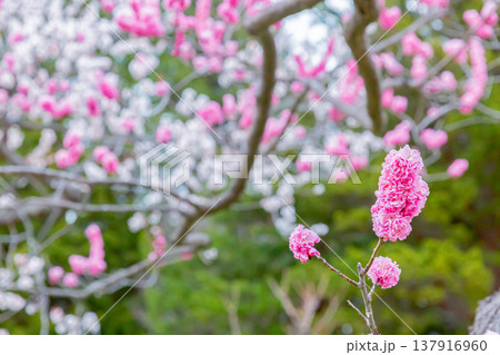梅の花 梅の花 137916960
