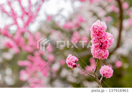 梅の花 梅の花 137916961